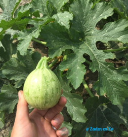 Courgette Ronde de Nice