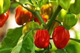 Hete Peper Habanero Red