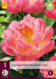 Paeonia Pink Hawaiian Coral (reserveer alvast voor 2023)