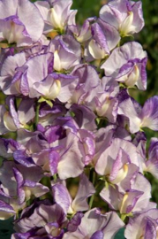 Lathyrus Odoratus Spencer Nimbus