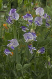 Lathyrus Odoratus Spencer Blue Ripple