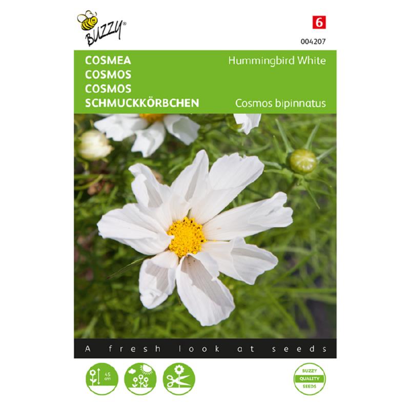 Cosmos Hummingbird White