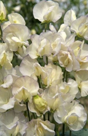 Lathyrus Odoratus Spencer Old Times
