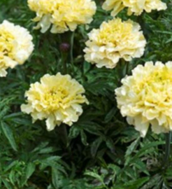 Tagetes Erecta Sugar and Spice White