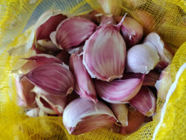 Knoflook Morado (verwacht half augustus)