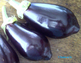 Aubergine Black Beauty