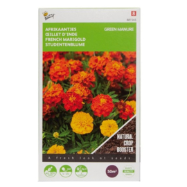 Buzzy Groenbemester Tagetes Bonita