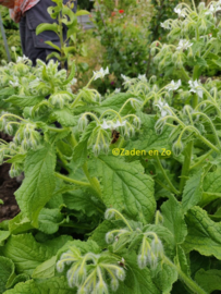 Borage WIT (komkommerkruid)