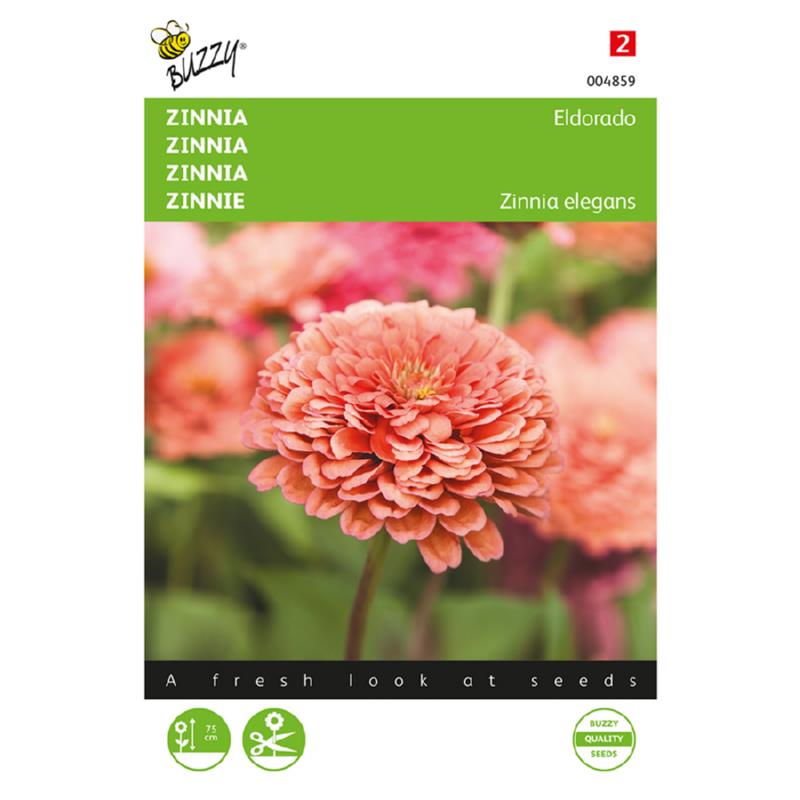 Zinnia Eldorado
