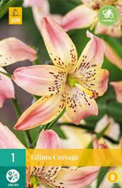 Lilium Corsage 