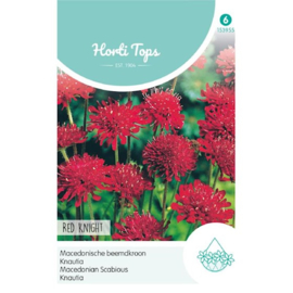 Knautia Red Night