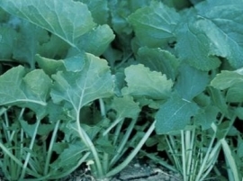 Raapsteel Gewone Groene