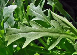 Rucola Selvatica (Wild)