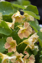 Oost-Indische kers Tip Top Pink Blush