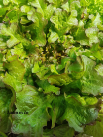 Eikenbladsla Green Salad Bowl