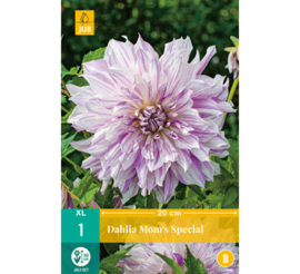 Dahlia Mom´s Special - Reserveer nu