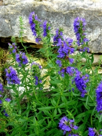 Hyssop