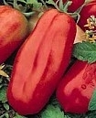 Tomaat San Marzano 2