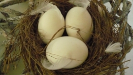 nest met ei en veren verkocht