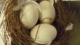 nest met ei en veren verkocht