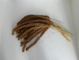 1198 Trosgierst Frans geel 25kg