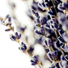 Forex square | lavendel