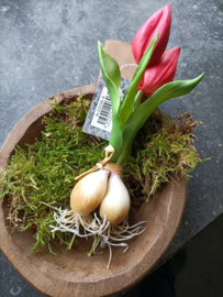 Tulpjes met bol roze