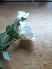 Vin212 Lisianthus wit (61.)