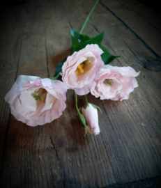 Vin211 Lisianthus pink