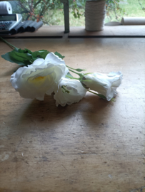 Vin212  Lisianthus wit (61.)