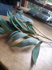 Mango leaf (v.)
