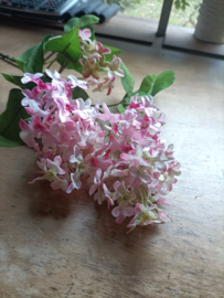 Sering roze (61.)