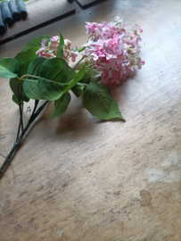 Sering roze (61.)