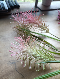 African flower peache (v.)