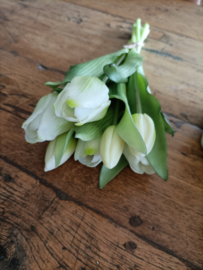 Wj48 Teal touch tulp, wit 7 takken (61.)