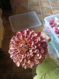 Dahlia antique pink brown (v.)