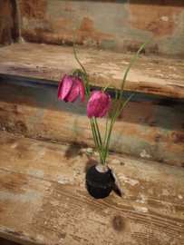 Vin27 (61.) Kievietsbloem