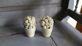 M333 Cactus. (21.)