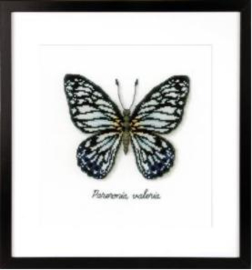 Blauwe vlinder Aida