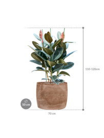 PLANT IN POT! Ficus elastica 'Abidjani aangeplante plantenbak 'Ito' | kleur: Terra | D 70 x H 110-120 cm