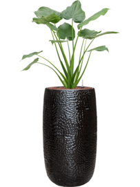 Keramiek plantenbak 'Claire' zwart hoogglans lak  Ø31 x H63 cm