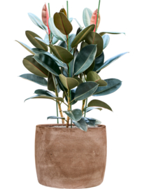 PLANT IN POT! Ficus elastica 'Abidjani aangeplante plantenbak 'Ito' | kleur: Terra | D 70 x H 110-120 cm