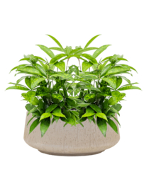 Ronde Fiberclay plantenbak 'Rainfall' | kleur: Beige | Ø 44 x H 19 cm