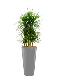 Dracaena Marginata + ronde hoogglans kunststof plantenbak L37xH70 (zilver)