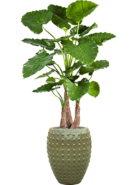 Keramiek plantenbak  'Lucia' glanzend groen Ø44 x H55 cm