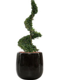 Keramiek plantenbak 'Illy' zwart hoogglans lak  Ø43 x H43 cm