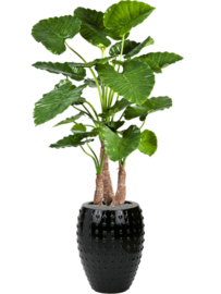 Keramiek plantenbak  'Lucia' glanzend zwart D54 x H67 cm