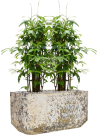 Langwerpige plantenbak 'Andes Rectang' | Ø100 x B50 x H50 cm | Gemêleerd bruin | Weerbestendig voor binnen en buiten