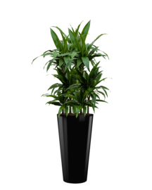 Dracaena Janet Craig + ronde hoogglans kunststof plantenbak D37xH70 (zwart)