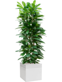 Design plantenbak 'Aston' L 48 x B 48 x H 48 cm (inclusief wielplateau en inzetbak)